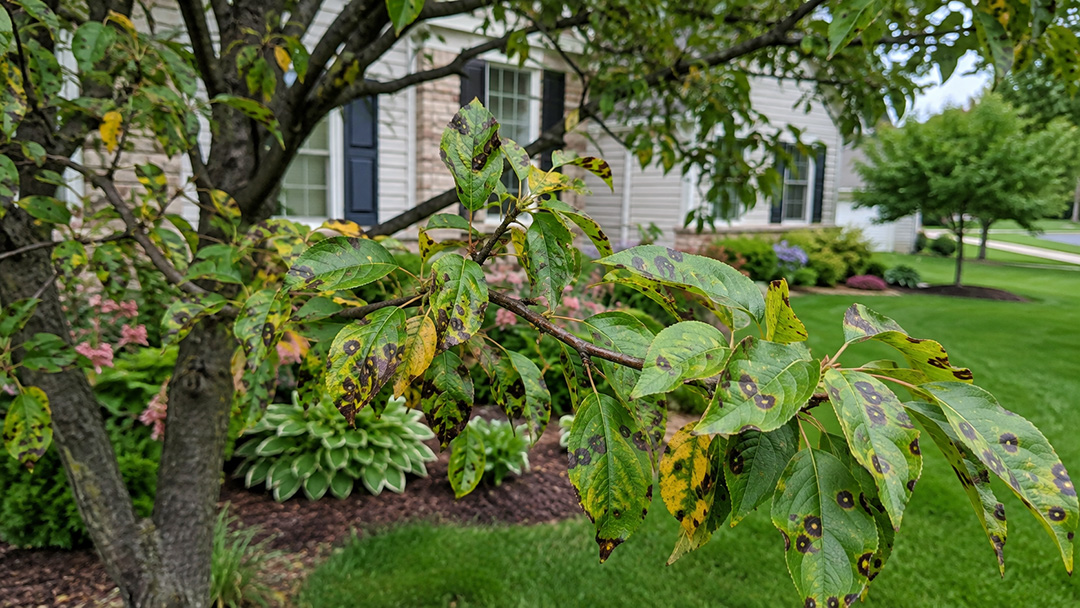 Apple scab symptoms on a crabapple tree in Southeast Michigan